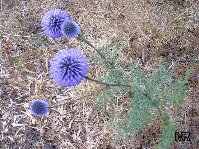 echinops_adenocaulos6255.jpg