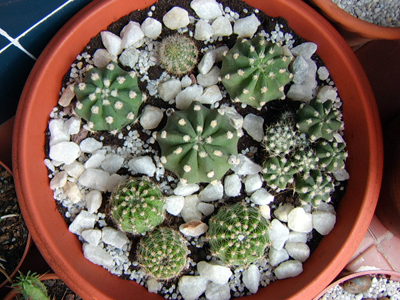 echinopsilandia.jpg