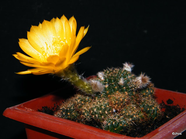 Echinopsis%20Arachnacantha%20104%2020100119%20002.jpg