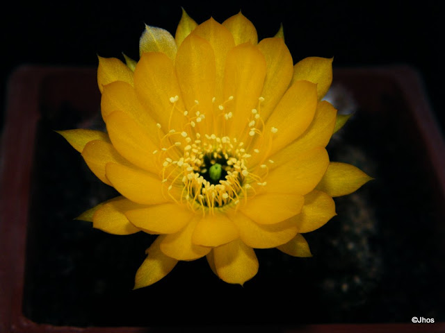 Echinopsis%20Arachnacantha%20104%2020100119%20003.jpg