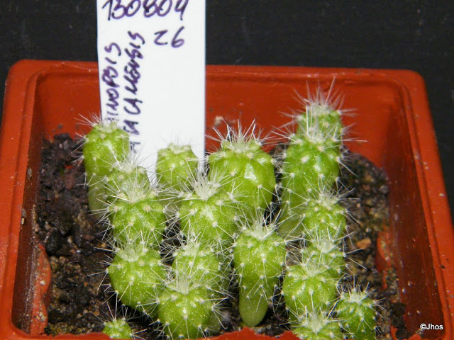 Echinopsis%20atacamensis%20026%2020091126.jpg