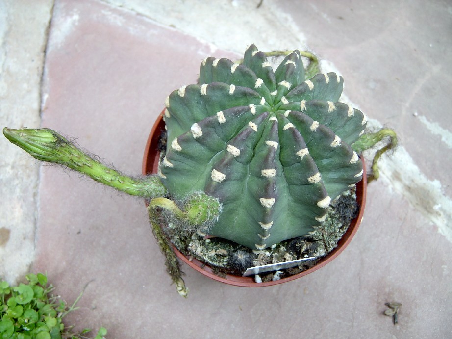Echinopsis%20denudata.jpg