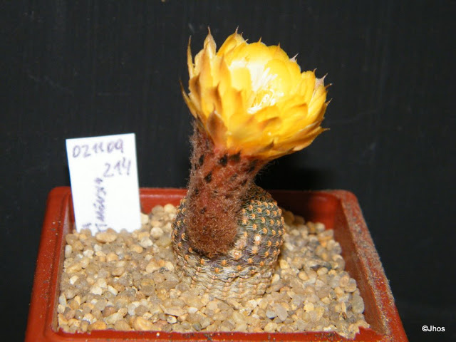 Echinopsis%20Famatimensis%20214%2020091105%20002.jpg