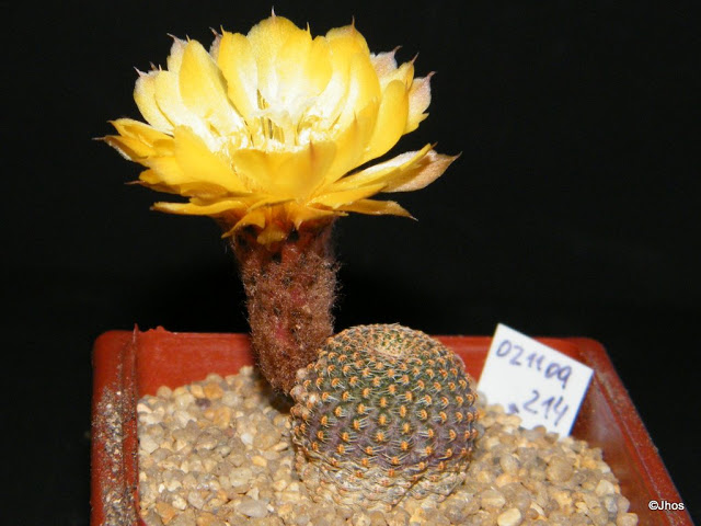 Echinopsis%20Famatimensis%20214%2020091106%20001.jpg