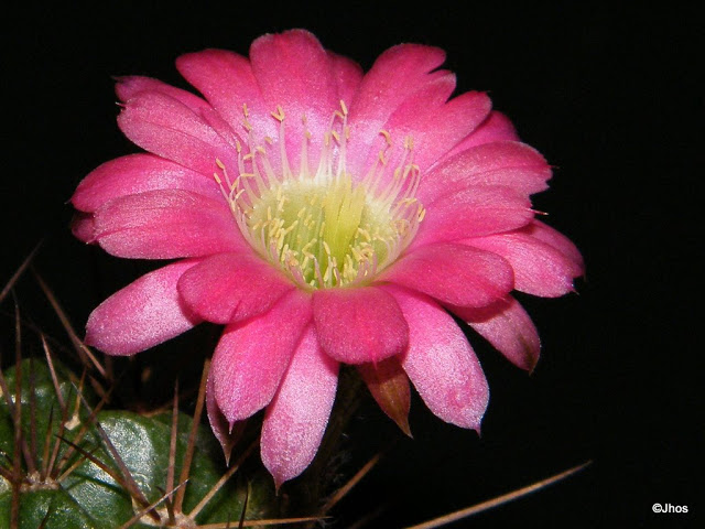 Echinopsis%20sp%20078%2020091112%20002.jpg