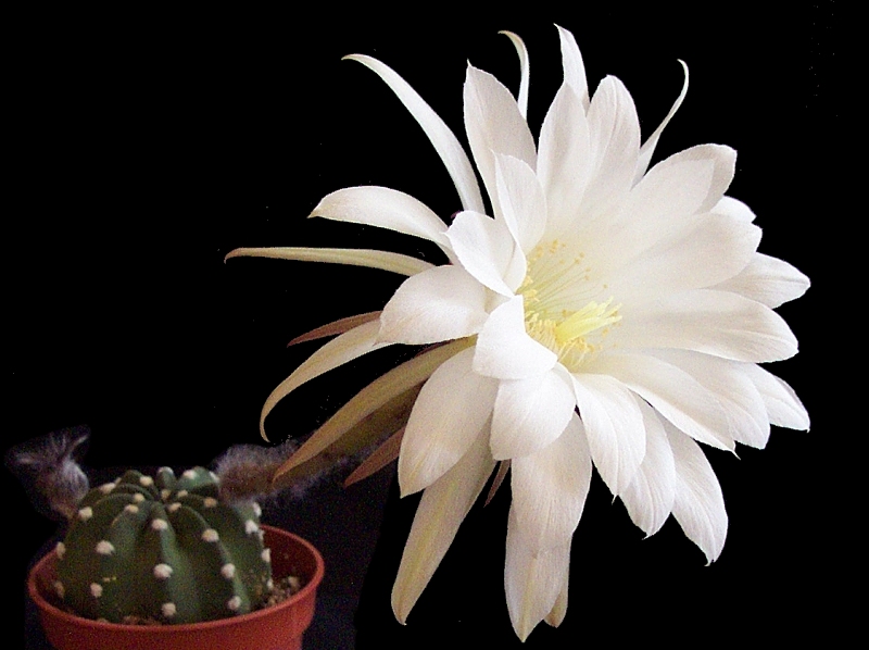 Echinopsis%20subdenudata04.jpg