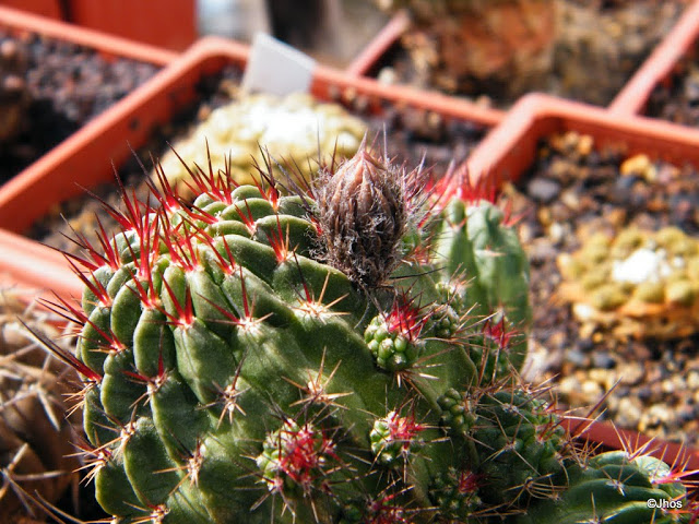 Echinopsis%2520sp%252020111119%2520002.JPG