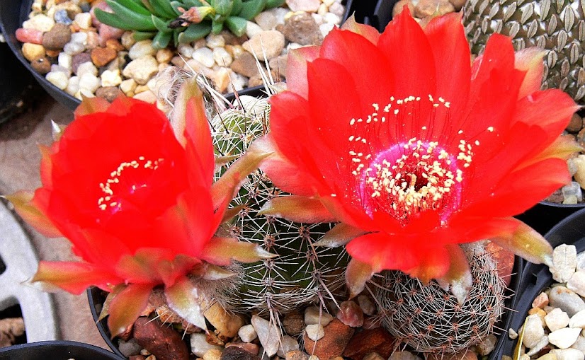 Echinopsis%2B%2528Lovibia%2529%2Bhibrido.jpg