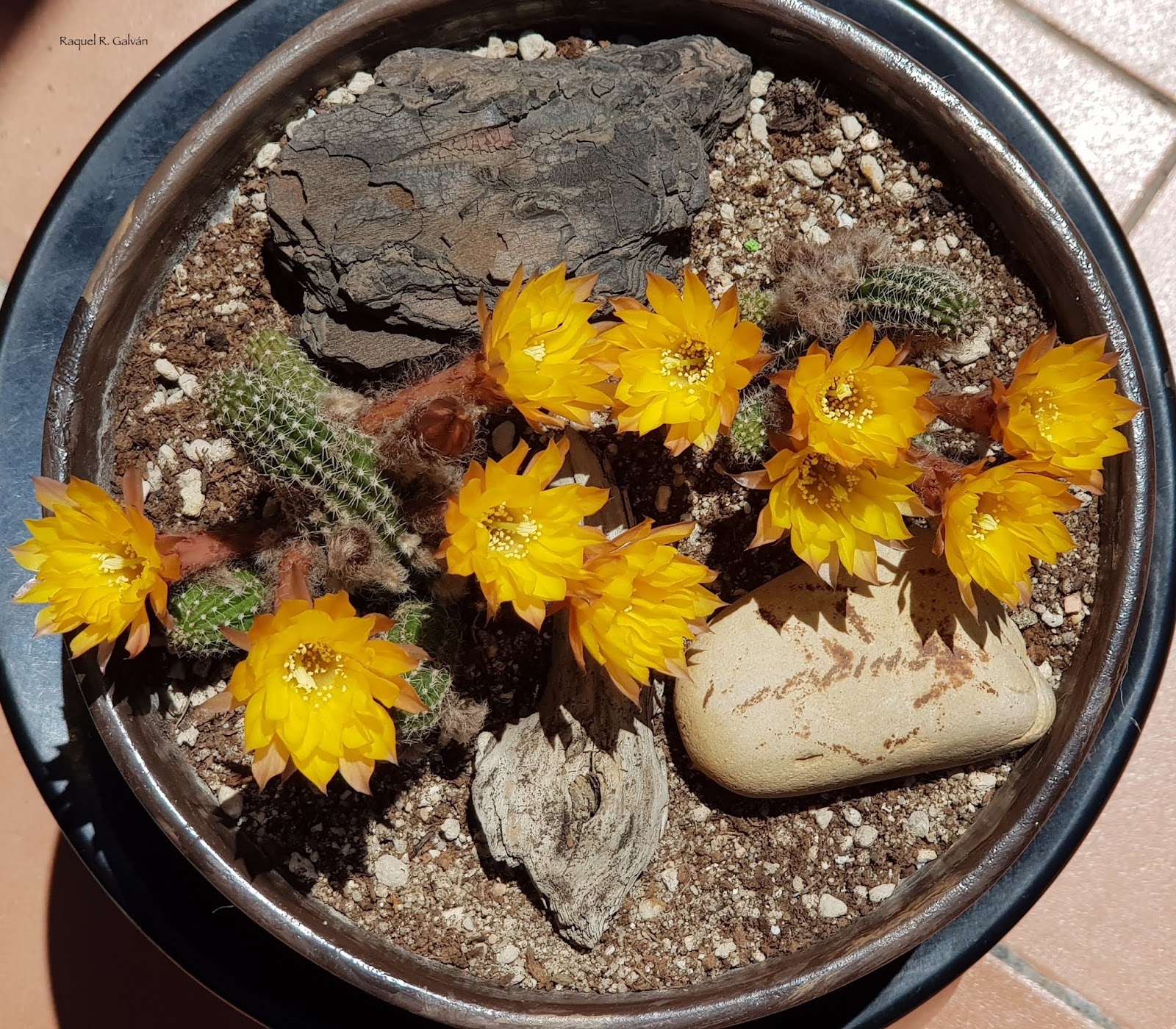 Echinopsis%2Bchamaecereus%2Bcenital.jpg