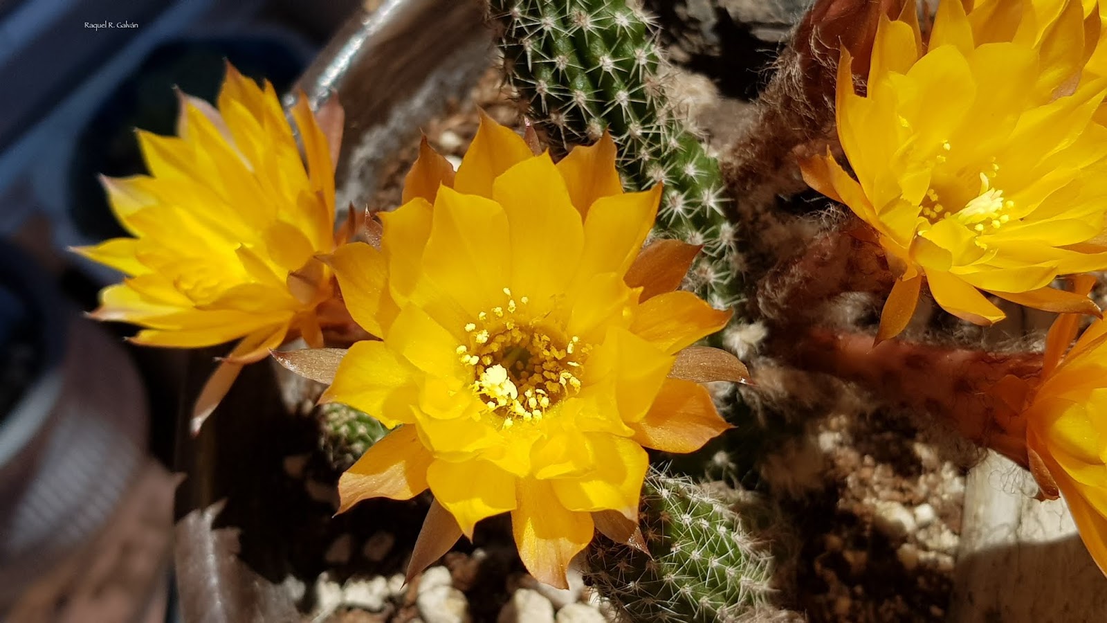 Echinopsis%2Bchamaecereus%2Bflor.jpg