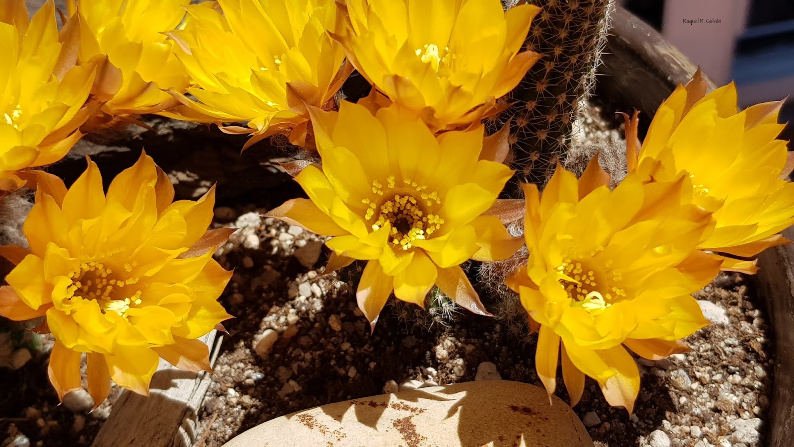 Echinopsis%2Bchamaecereus%2Bflores.jpg