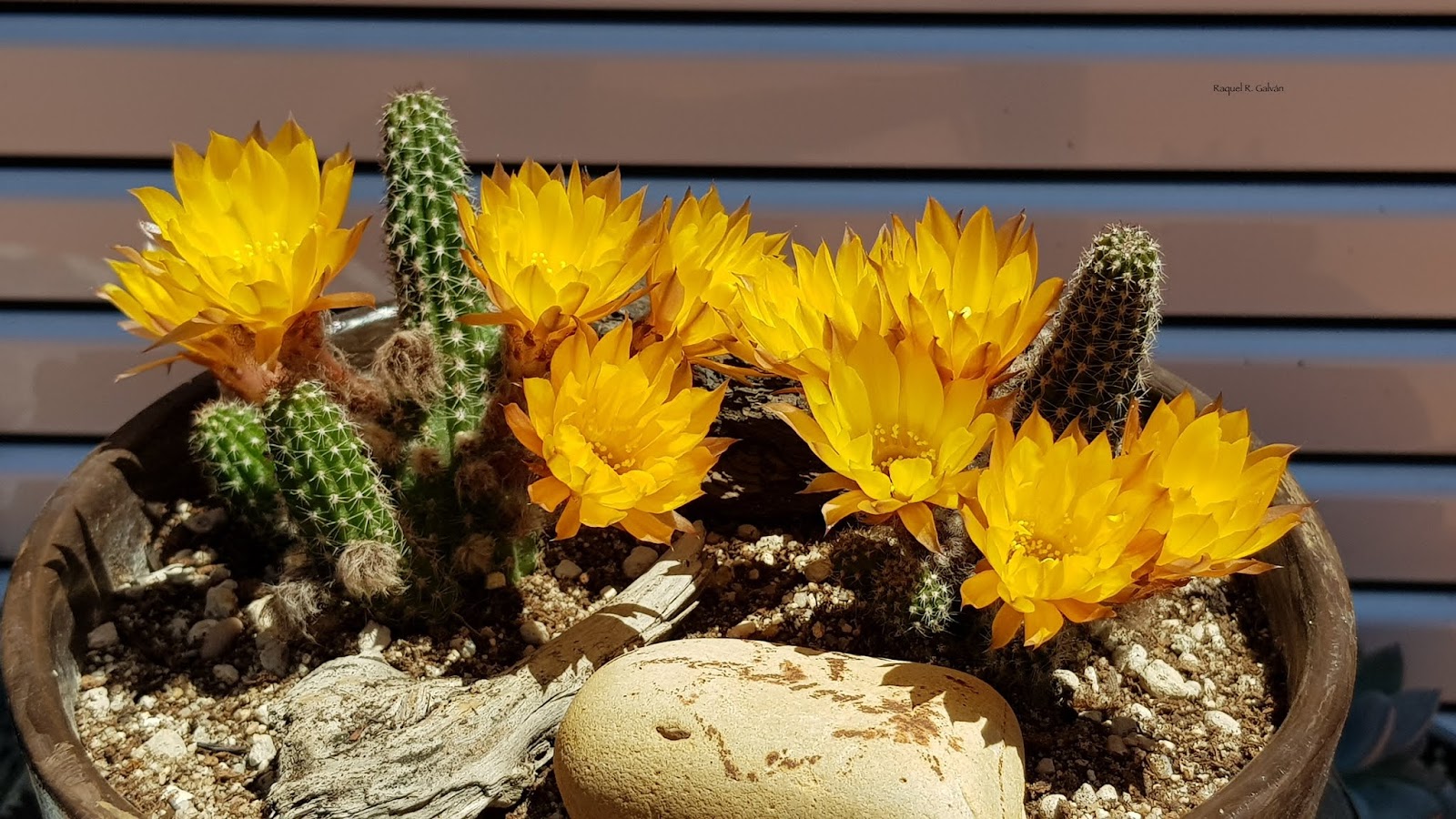 Echinopsis%2Bchamaecereus.jpg
