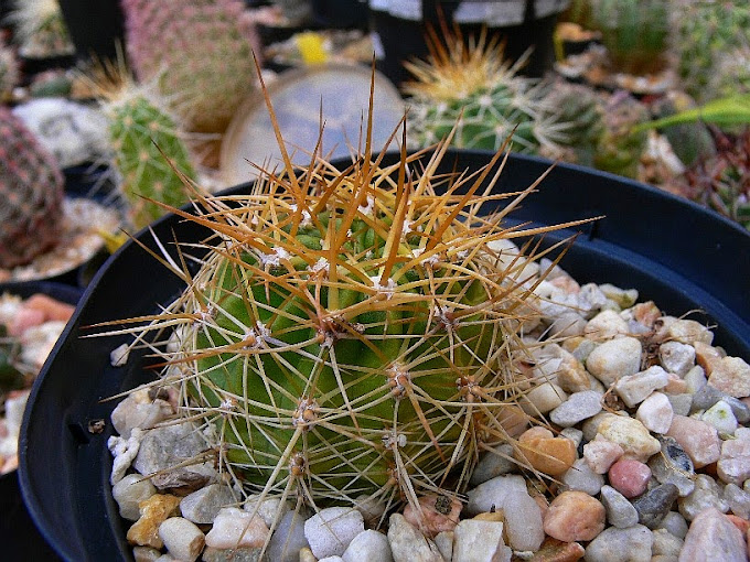 Echinopsis%2Bformosa%2Bbruchii.jpg