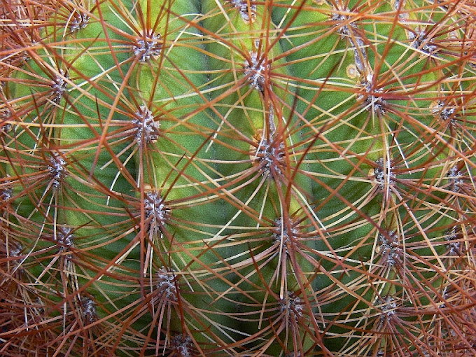 Echinopsis%2Bformosa%2Bformosa..jpg
