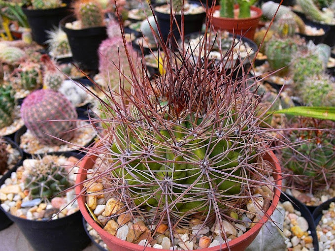 Echinopsis%2Bformosa%2Brosarioana.jpg