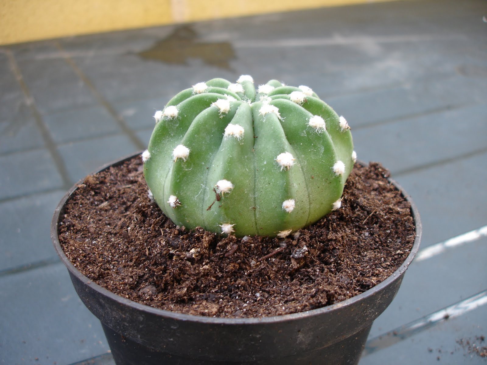 Echinopsis%2Bsubdenudata2.JPG