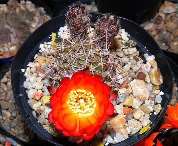 Echinopsis%2Bthionantha%2Bvariiflora.jpg