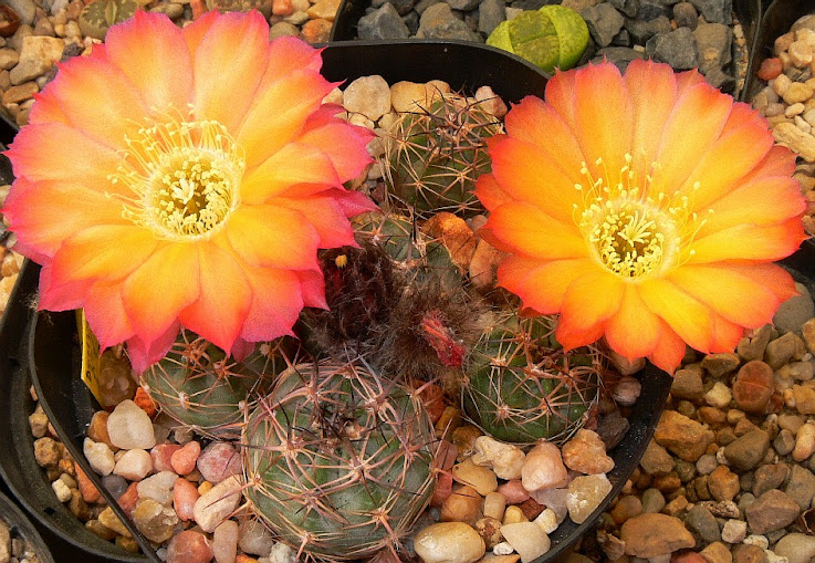 Echinopsis%2Bthionantha.jpg