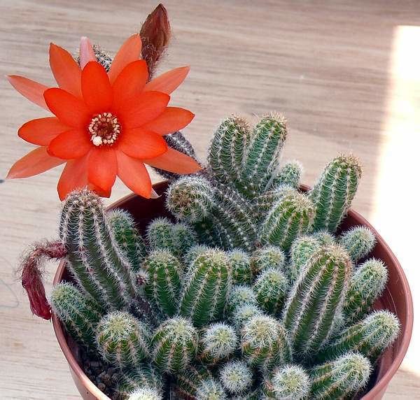 echinopsis-chamaecereus-5c1fb337-7772-4531-a73a-41e7dfd5043-resize-750.jpe