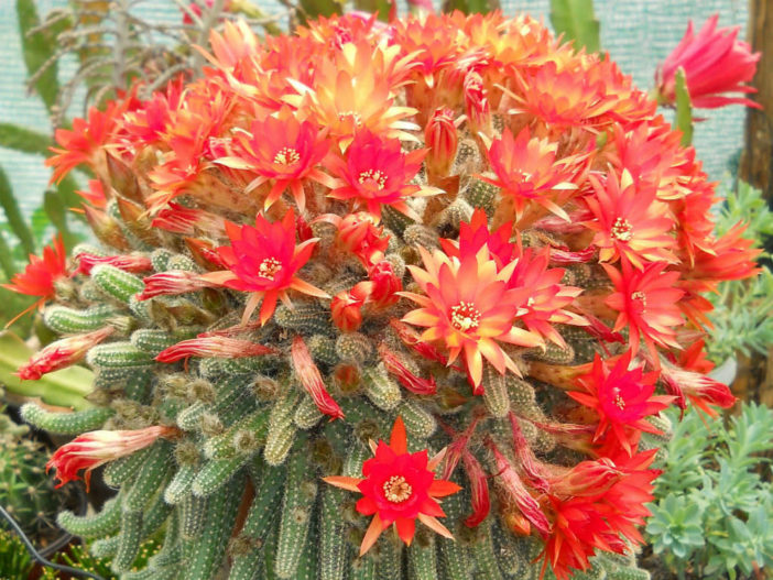 Echinopsis-chamaecereus-Peanut-Cactus2-702x527.jpg