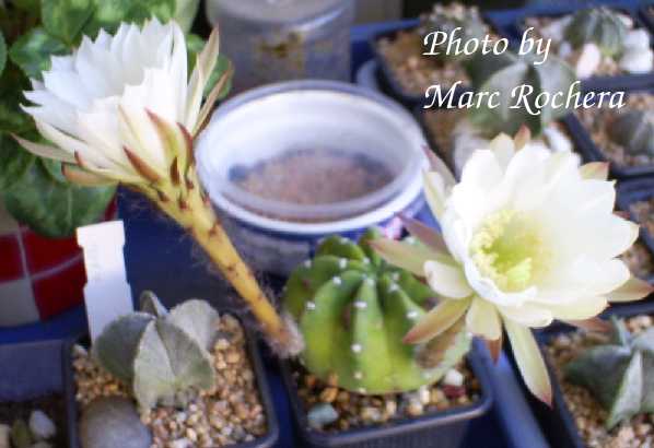 echinopsis.jpg