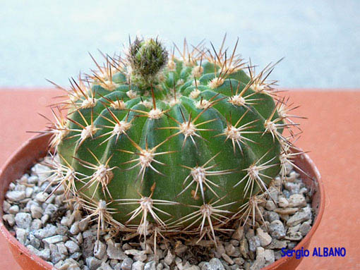 echinopsis.jpg