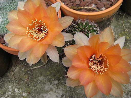 Echinopsis.JPG