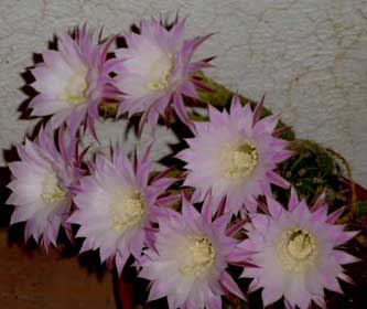echinopsis.jpg