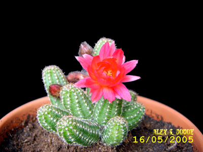 echinopsis.jpg