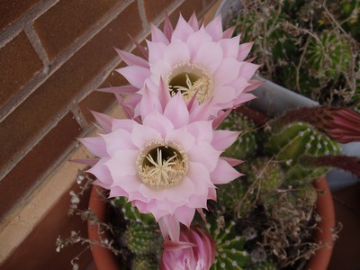 echinopsis.jpg