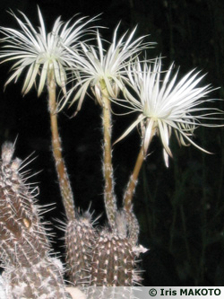 echinopsis-mirabilis.jpg