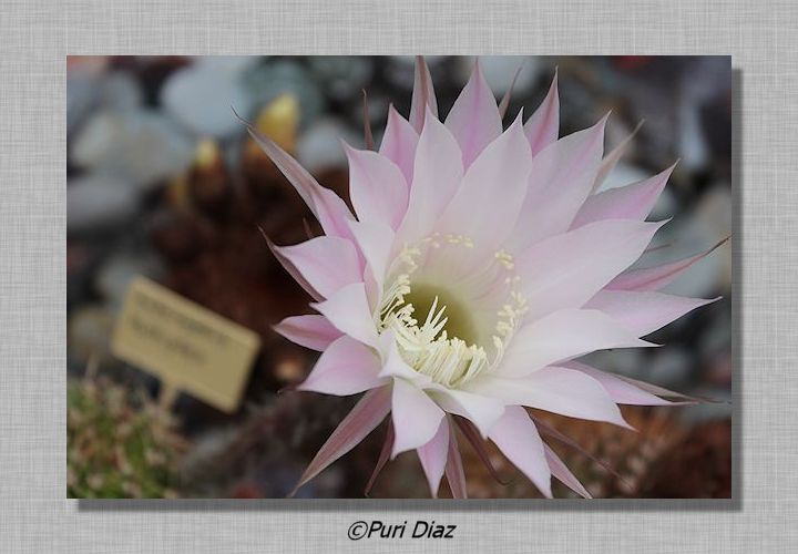 ECHINOPSIS+MULTIPLEX+en+flor+23+abril+2012+canon+eos+(11).JPG