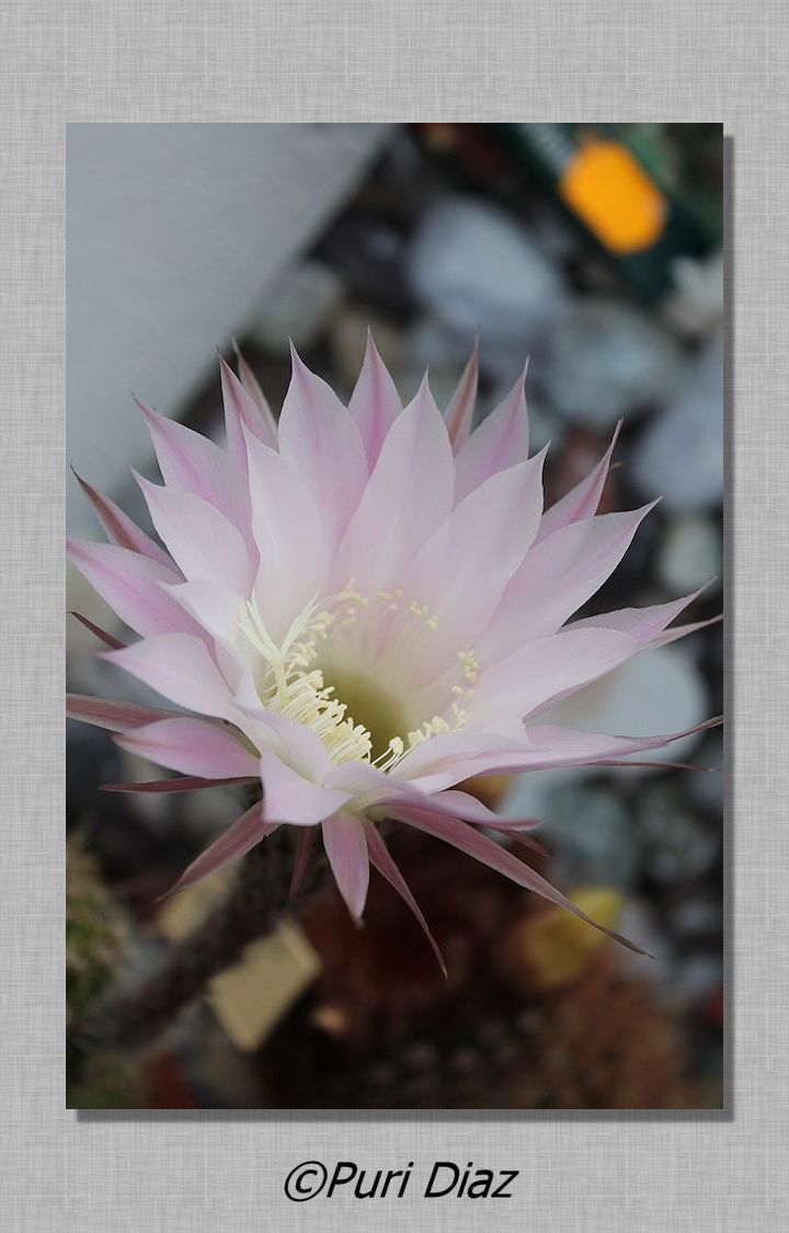 ECHINOPSIS+MULTIPLEX+en+flor+23+abril+2012+canon+eos+(13).JPG