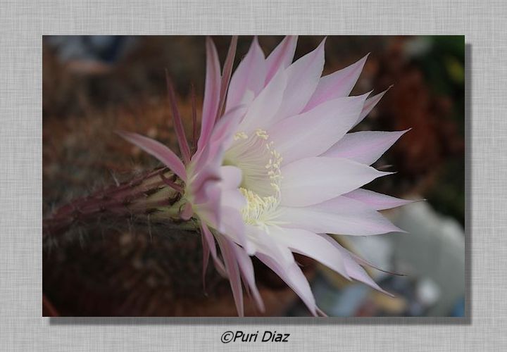 ECHINOPSIS+MULTIPLEX+en+flor+23+abril+2012+canon+eos+(15).JPG