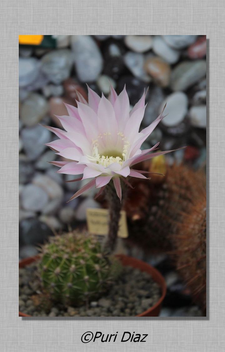 ECHINOPSIS+MULTIPLEX+en+flor+23+abril+2012+canon+eos+(19).JPG