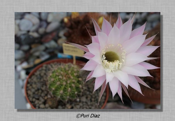 ECHINOPSIS+MULTIPLEX+en+flor+23+abril+2012+canon+eos+(29).JPG