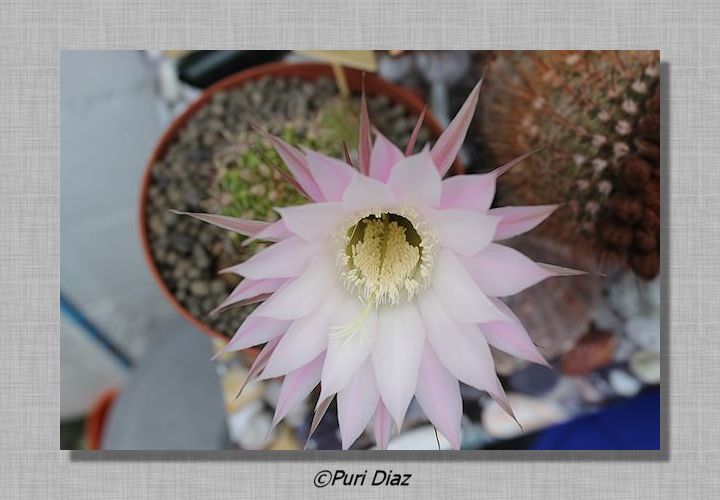 ECHINOPSIS+MULTIPLEX+en+flor+23+abril+2012+canon+eos.JPG