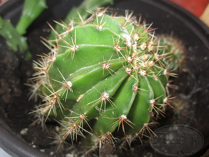 echinopsis+multiplex3.jpg