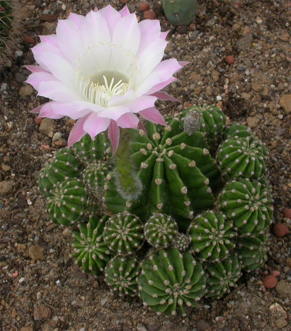 Echinopsis-sp-a-f.jpg