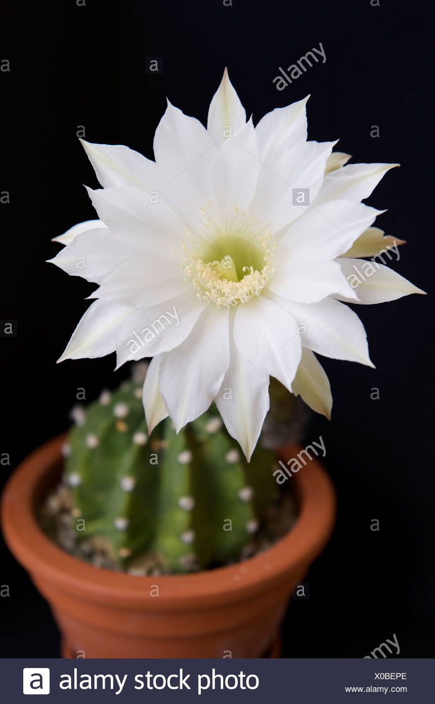 echinopsis-subdenudata-cactus-con-flor-blanca-x0bepe.jpg