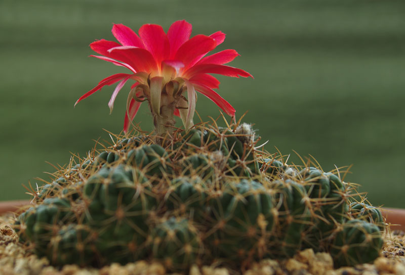 Echinopsis-tegeleriana-1.jpg