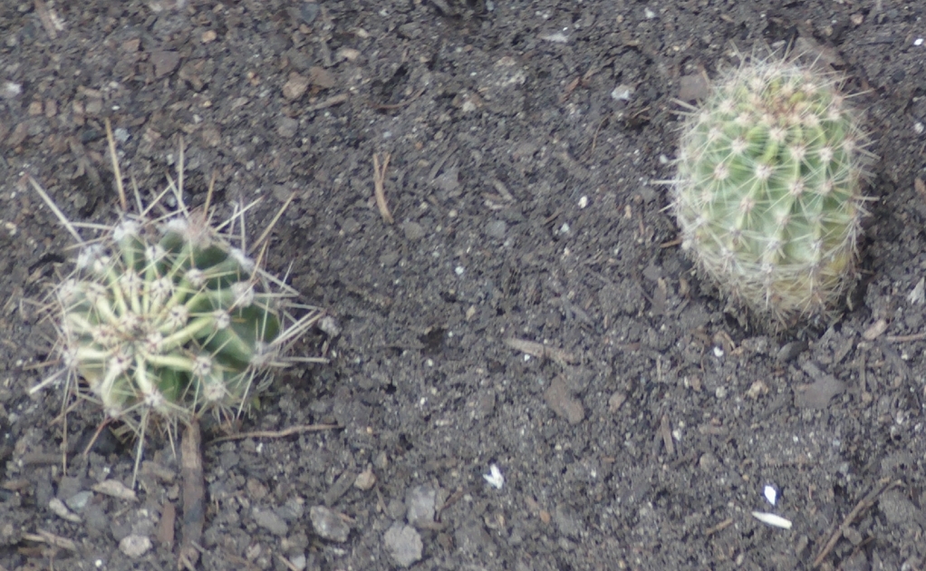 echinopsis1-1.jpg