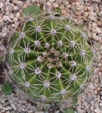 Echinopsis1.jpg
