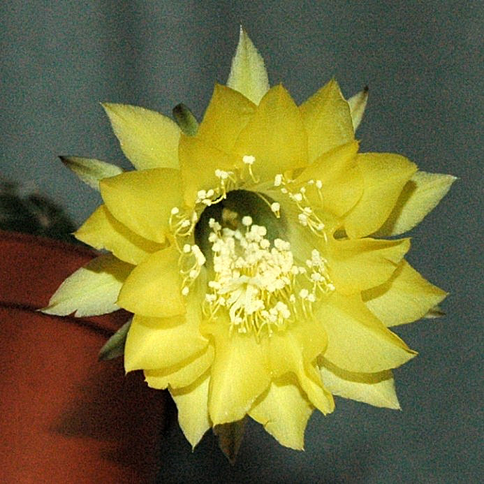 echinopsis1.JPG