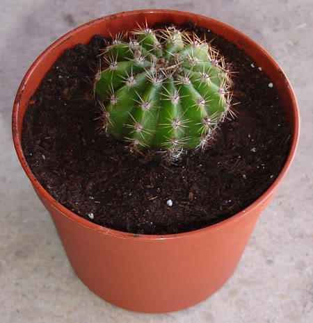 echinopsis106_2008.jpg