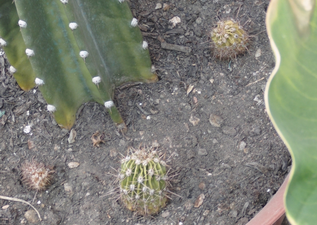 echinopsis2.jpg