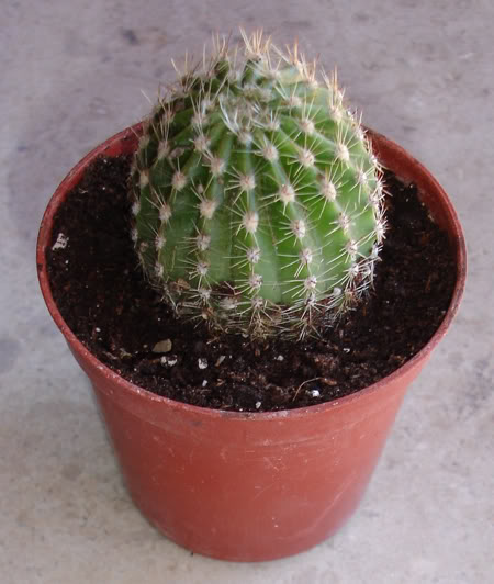 echinopsis206_2008.jpg