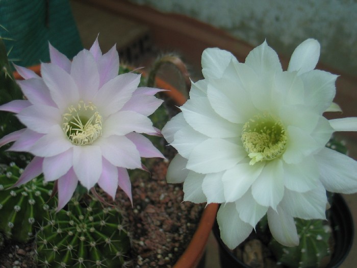 echinopsis3.JPG