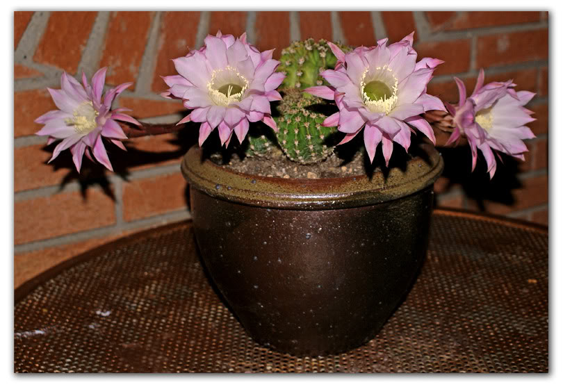 echinopsis3.jpg