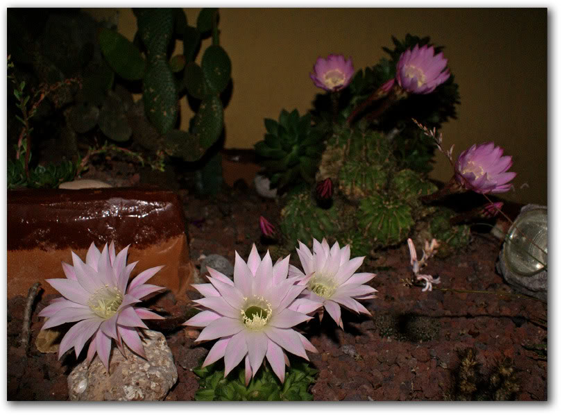 echinopsis4.jpg